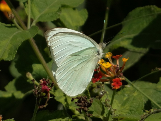 Great southern white