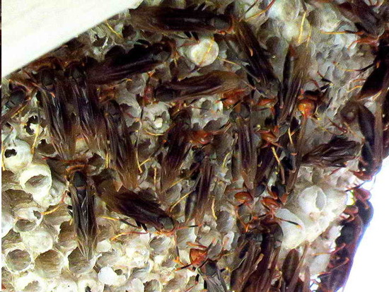 Avispa papelera colorada