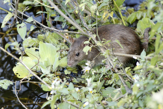 Rata