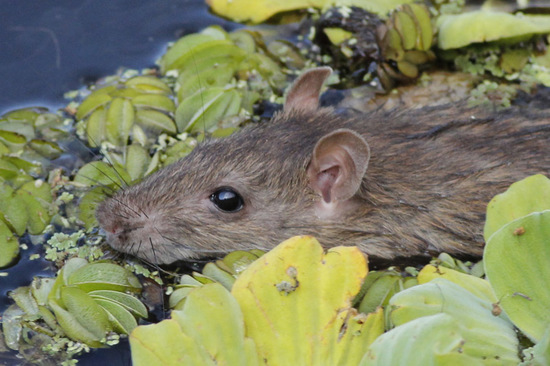 Rata