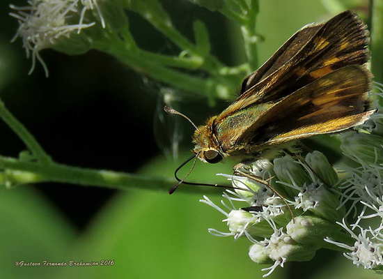 Saltarina amarilla