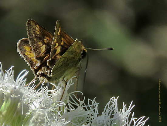 Saltarina amarilla