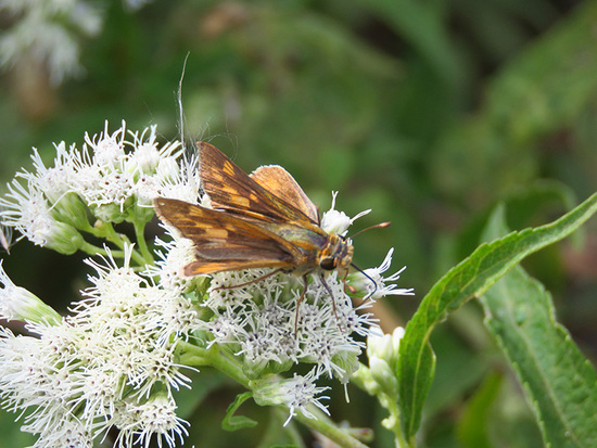 Saltarina amarilla