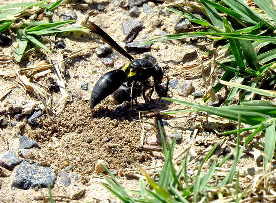 Avispa del barro