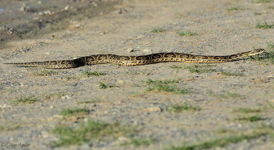 Urutu pit viper