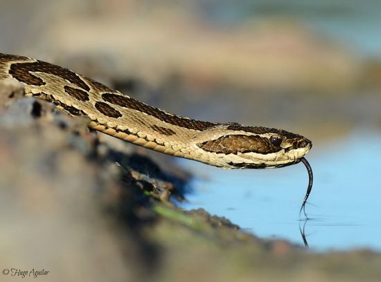 Urutu pit viper