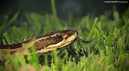 Urutu pit viper