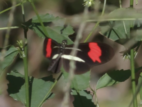 Banded longwing