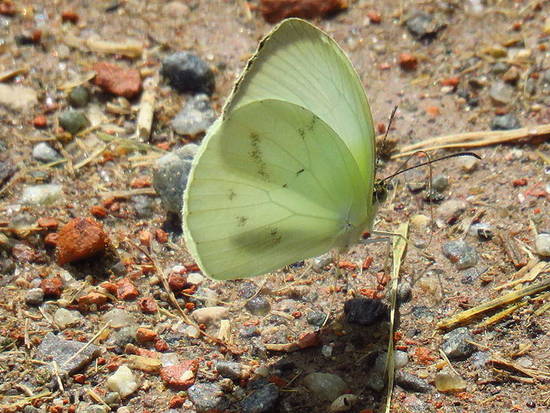 Ghost yellow