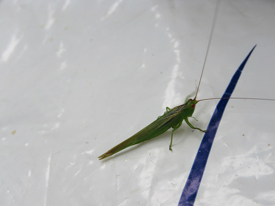 Saltamontes de pastizal