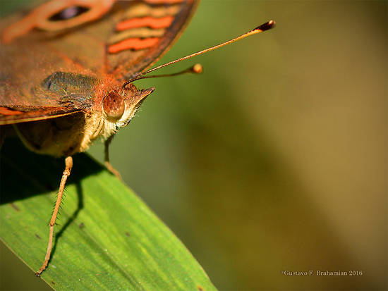 Southern buckeye