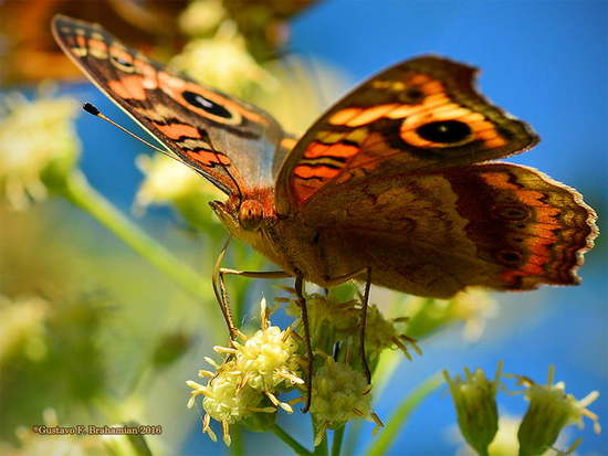Southern buckeye