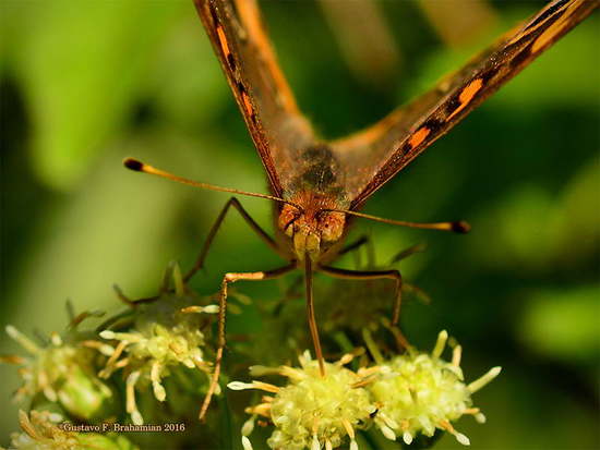 Southern buckeye