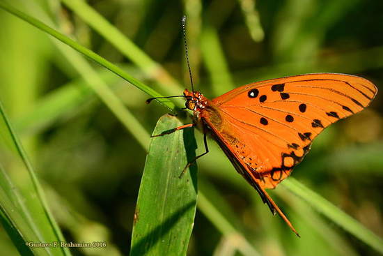 Gulf fritillary