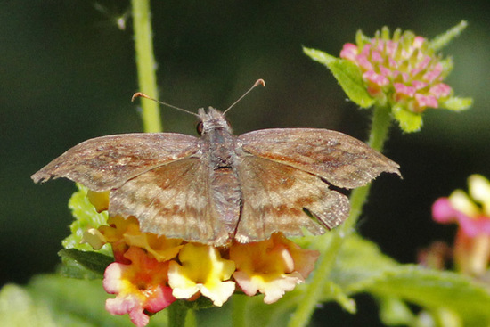 Dichrous skipper