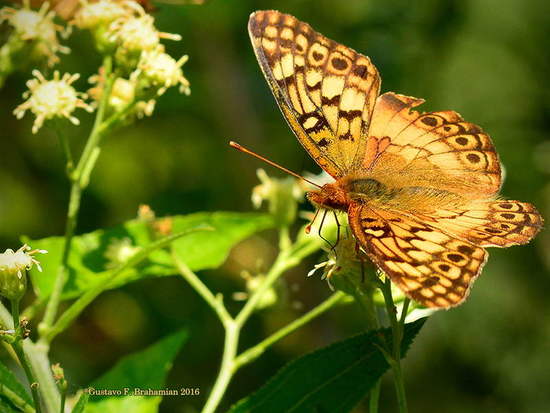 Southern fritillary