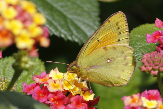 Lesbia sulphur
