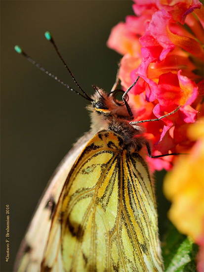 Common white-milk
