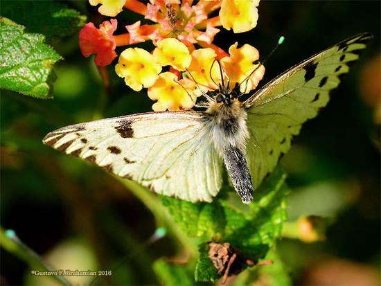 Common white-milk