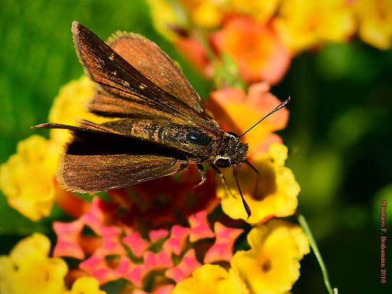 Eufala skipper
