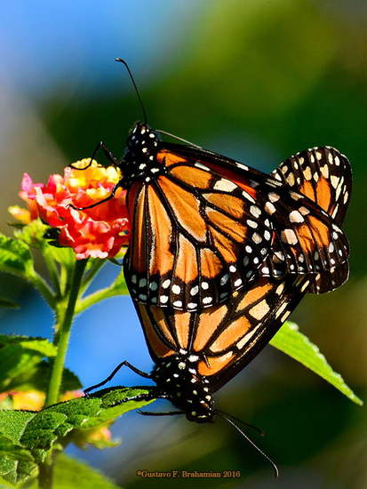 Southern Monarch