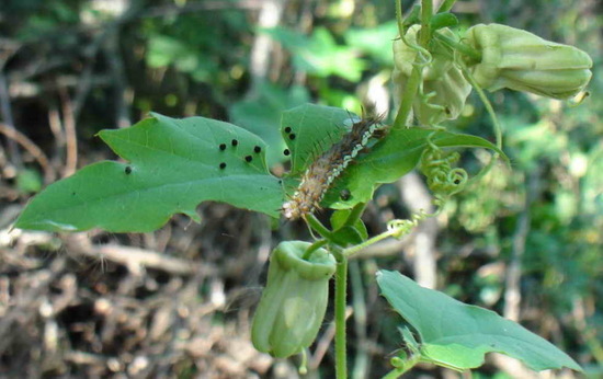 Mexican silverspot