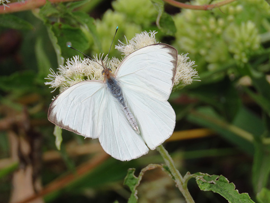 Great southern white