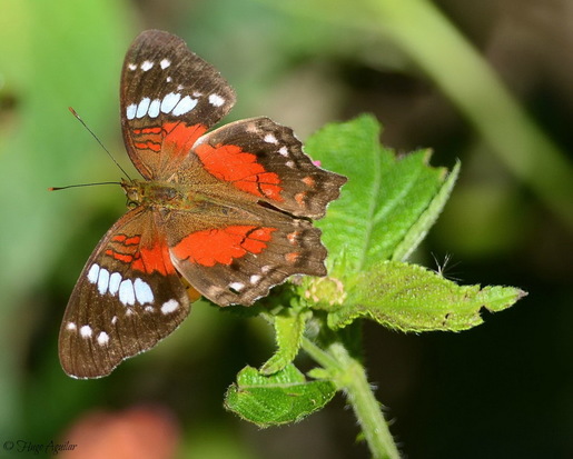 Princesa roja