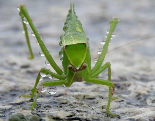 Long-horned katydid