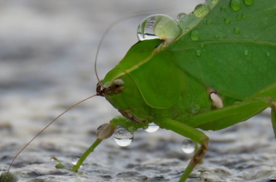 Long-horned katydid