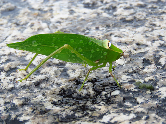 Long-horned katydid
