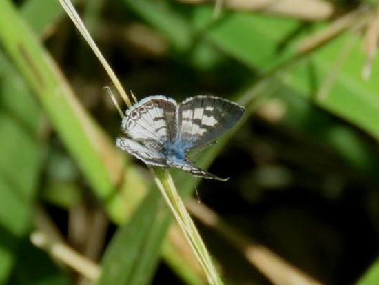 Cassius blue