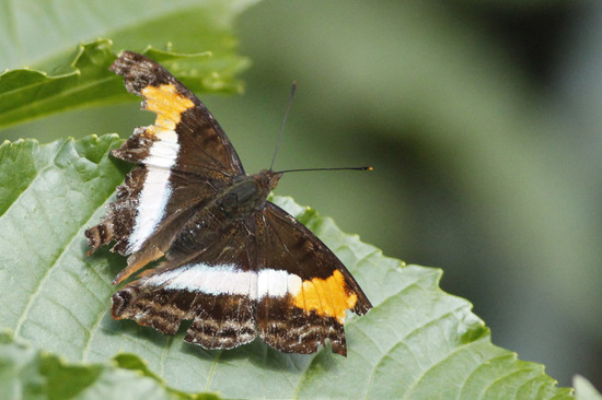 Laurentia Emperor