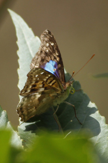 Laurentia Emperor