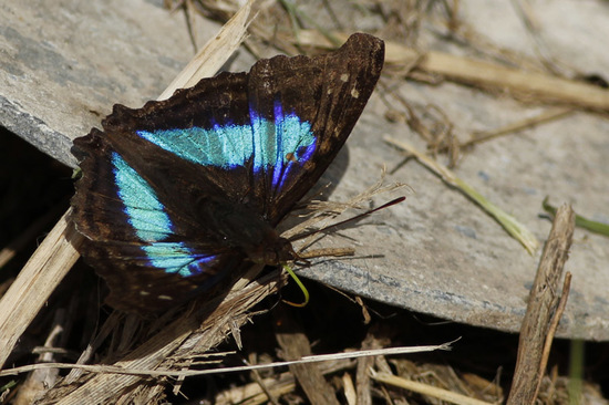 Laurentia Emperor