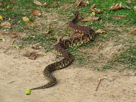Urutu pit viper
