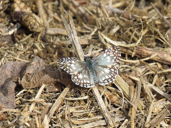 Orcus checkered skipper