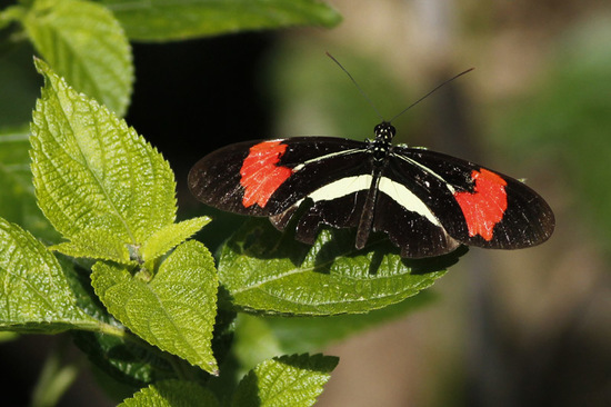 Banded longwing