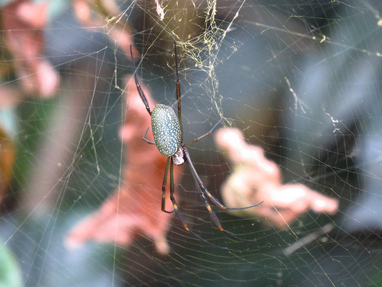 Golden Silk Orbweaver