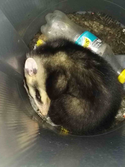 White-eared opossum