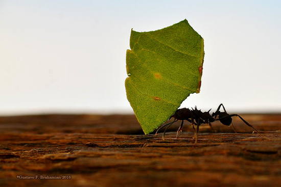 Leafcutter ant