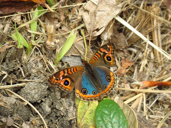 Southern buckeye