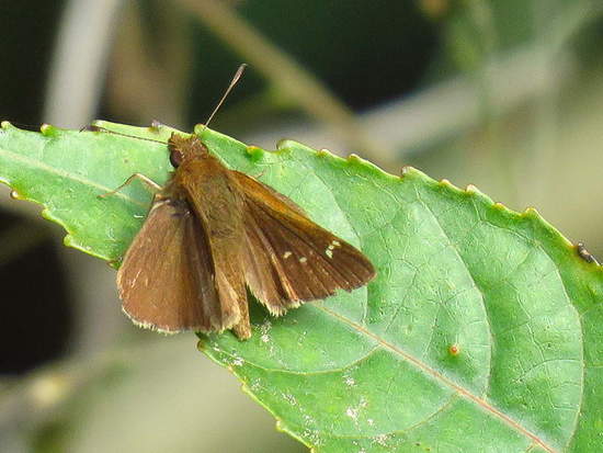 Fawn-spotted skipper