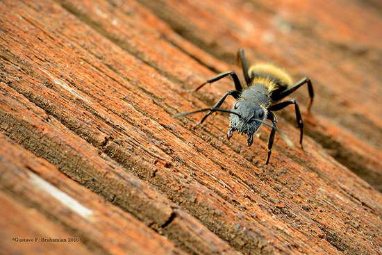 Hormiga carpintera