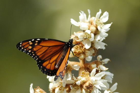 Southern Monarch
