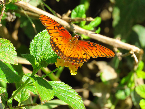 Mexican silverspot