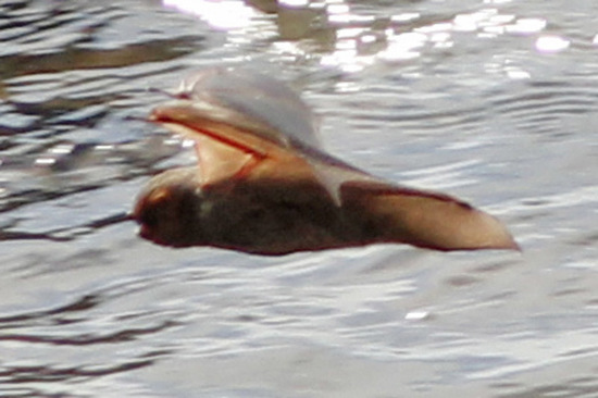 Hoary bat