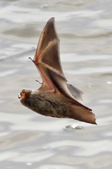 Hoary bat