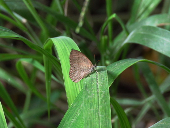 Poltys satyr