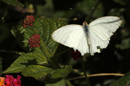 Great southern white